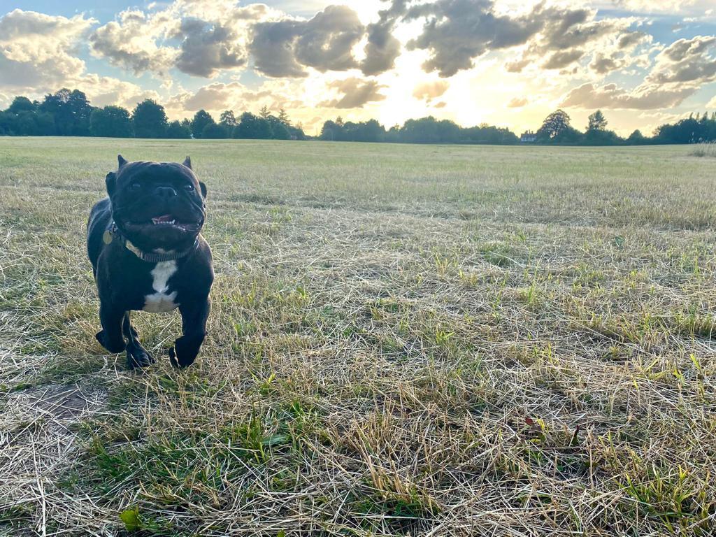 Albie