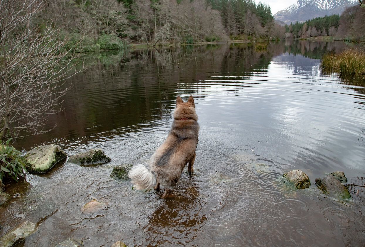 an image of Dog friendly log cabins in Glencoe
