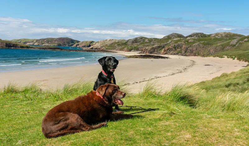 Dogs on grassy bank overlooking a beach