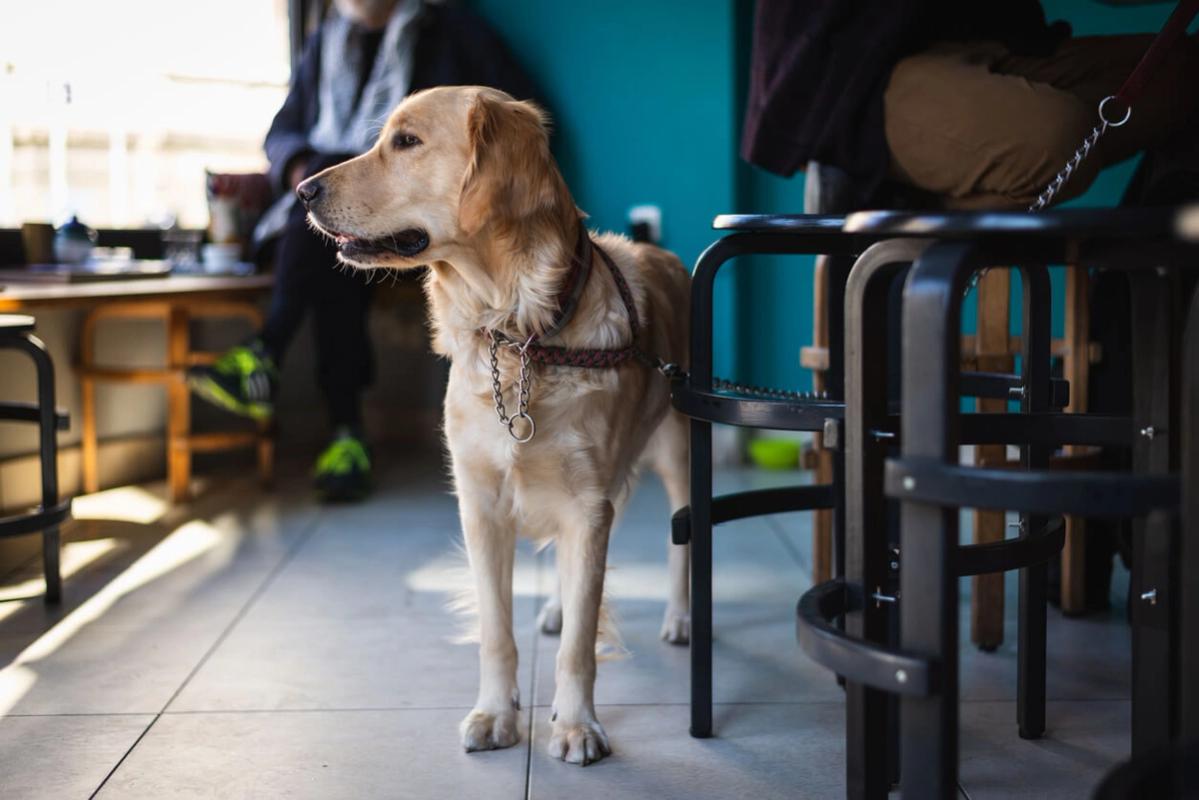 Visit a Dog-Friendly Pub