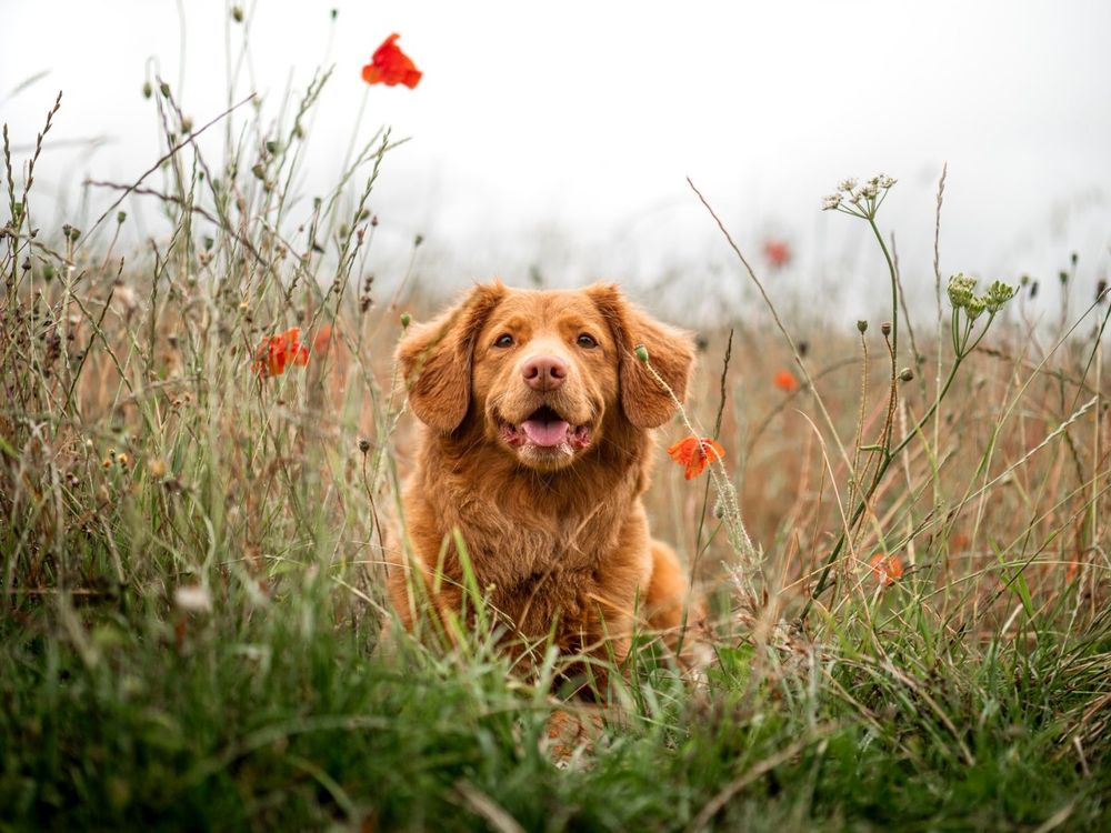 A dog in a field