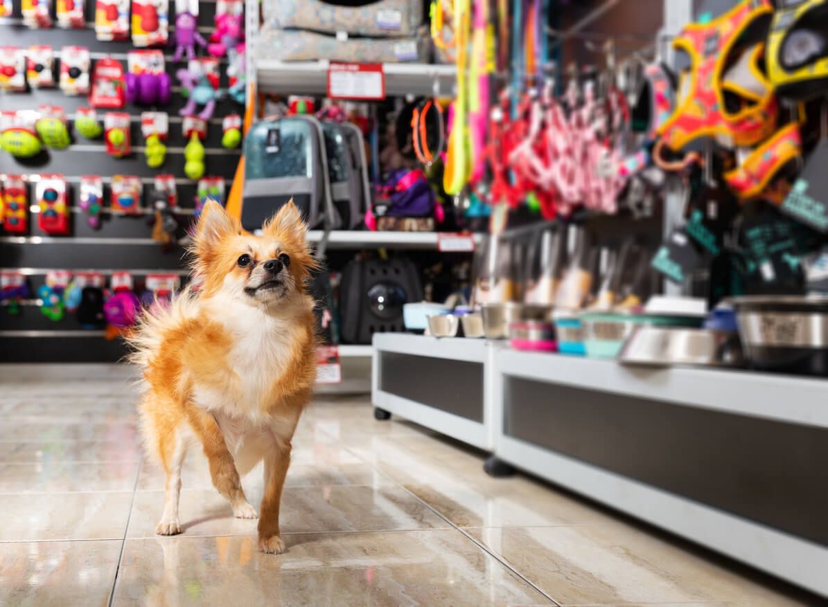 Dog walking along in a store