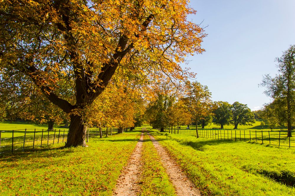 One of the best things to do in the New Forest