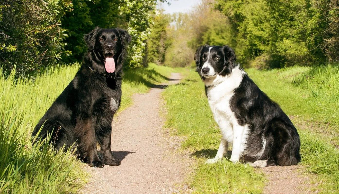 2 dogs in Tehidy Woods