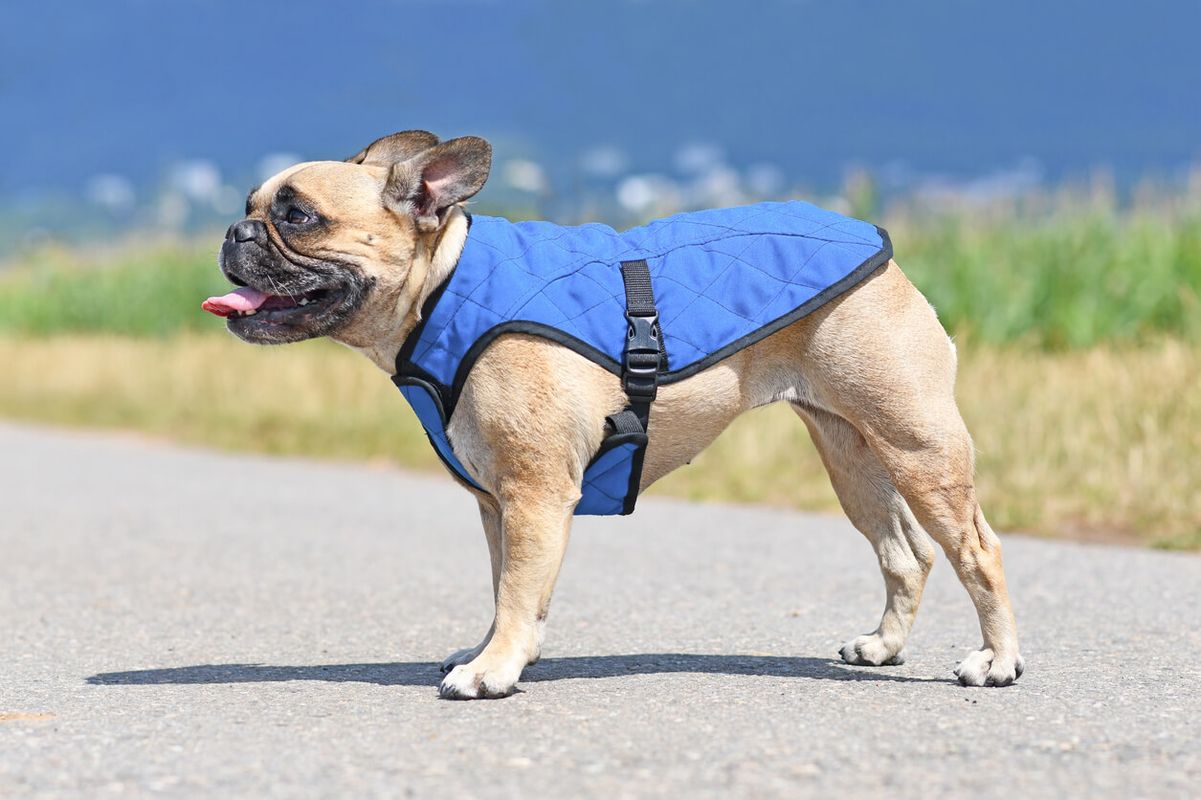 Cooling Vests