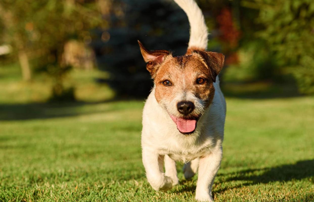 Dog friendly accommodation