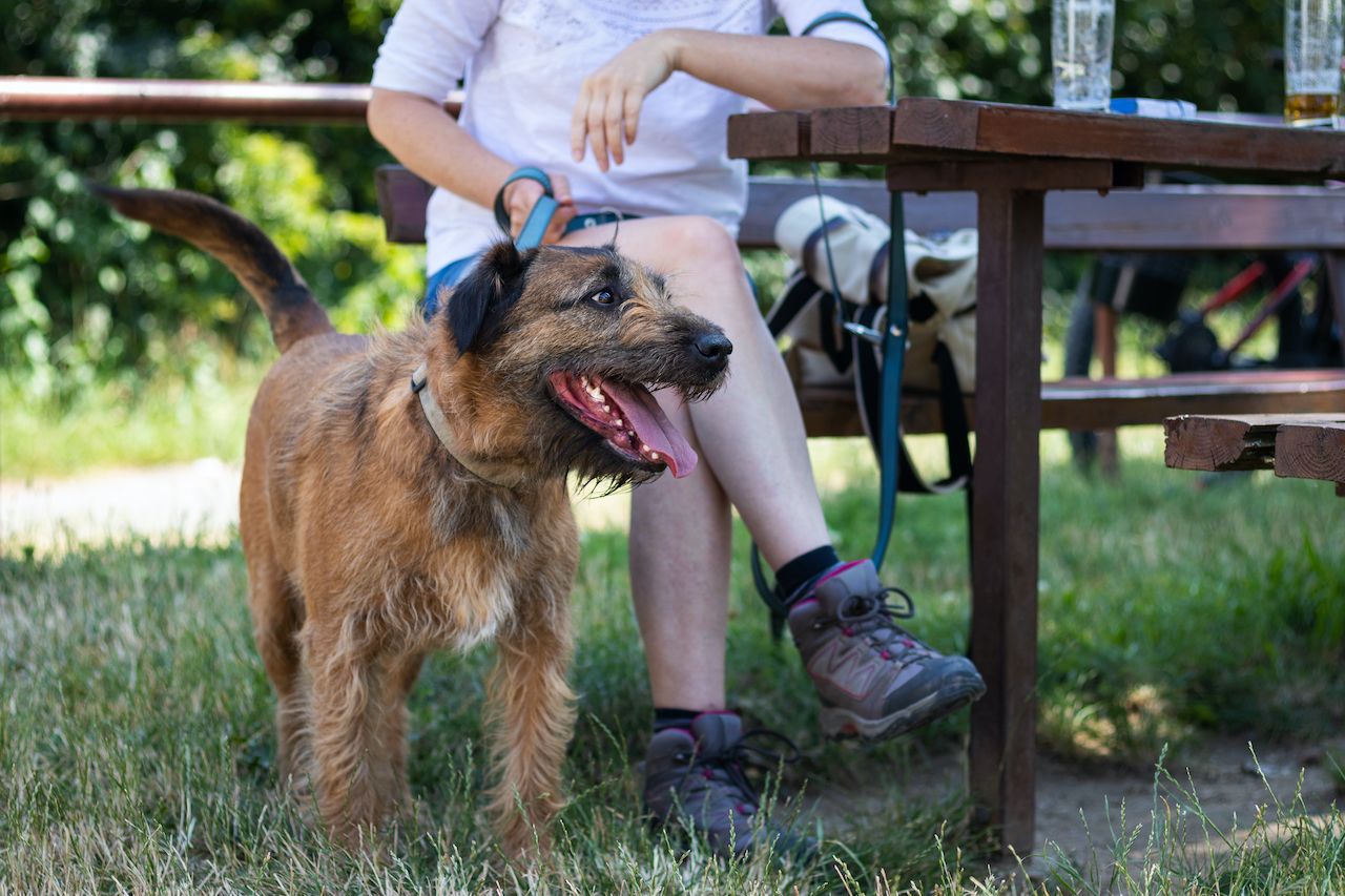Dog and owner in a pub garden on holiday