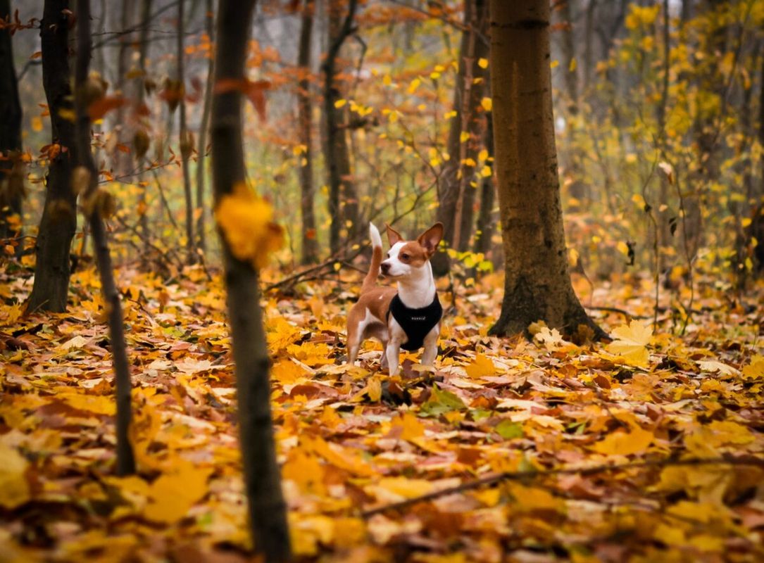 Dog playing in a leafy woodland area