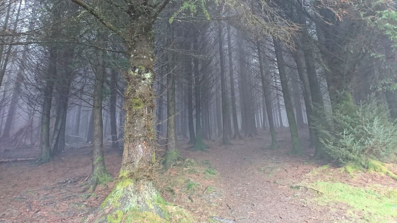 Whinlatter Forest