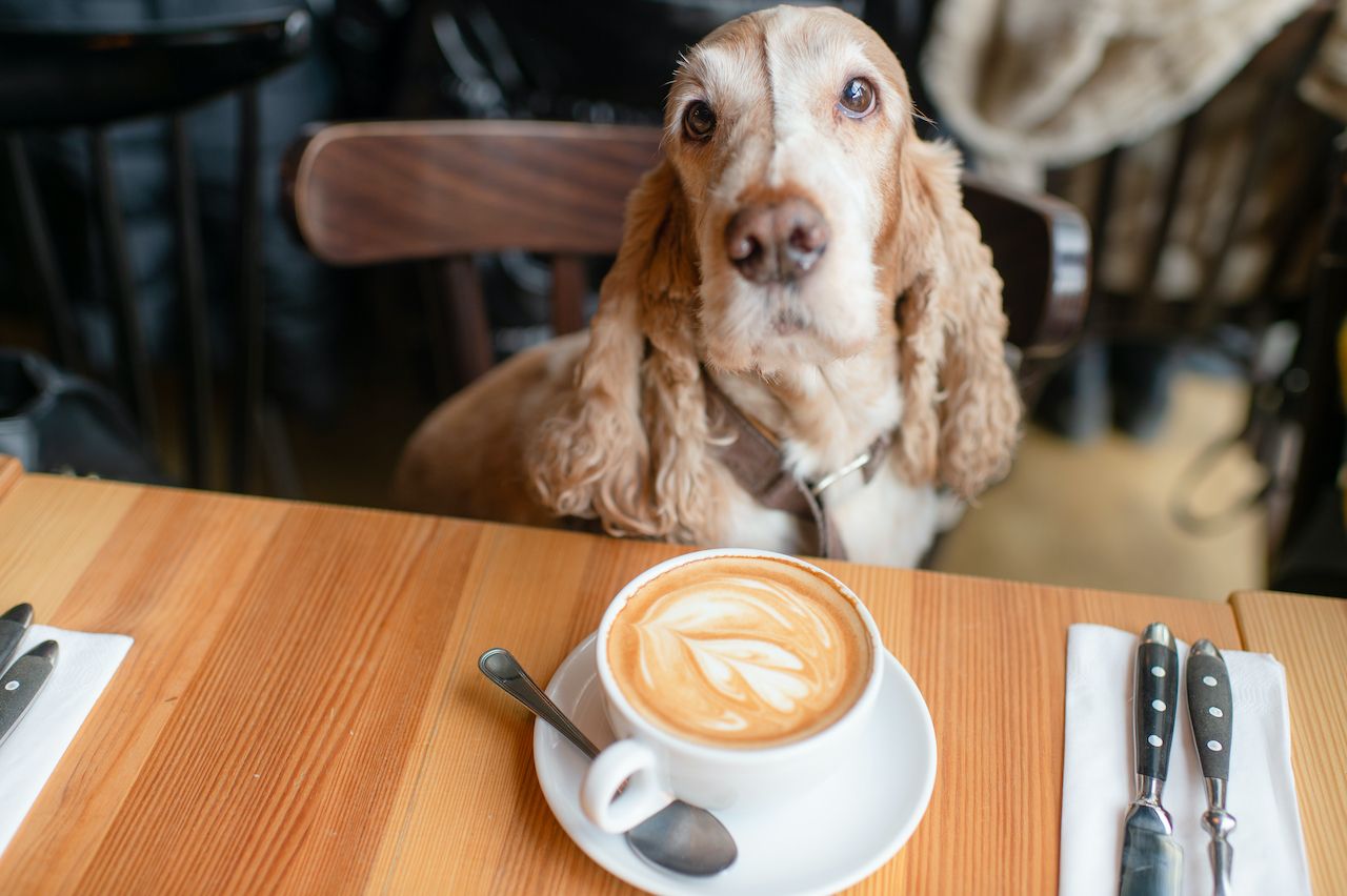 A spaniel poses with his owners coffee enjoying some of the fantastic cafes in Scotland