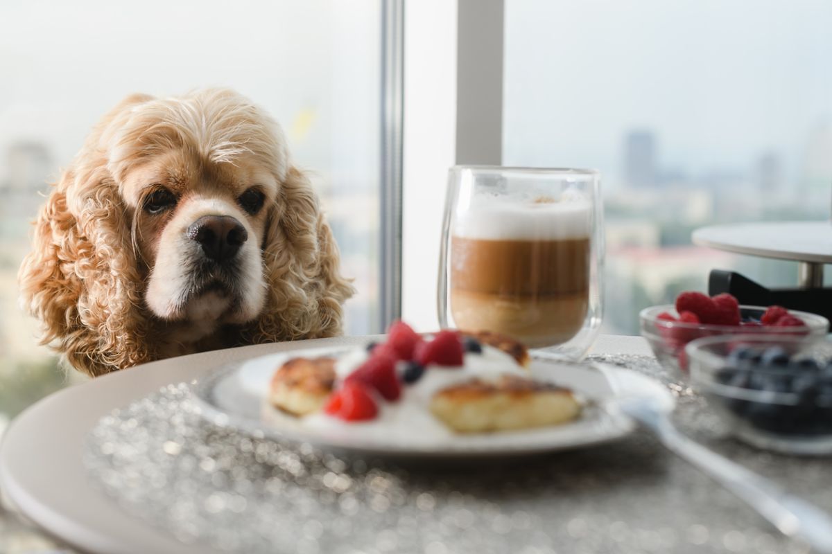 Dog sitting at a table with coffee and cake