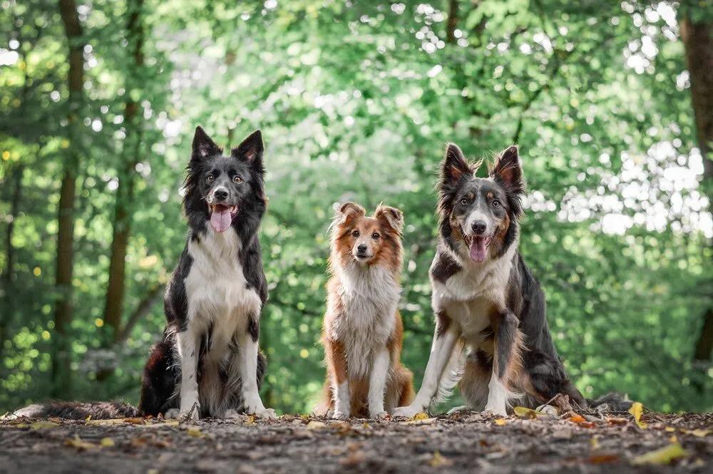 3 dogs in a wooded area
