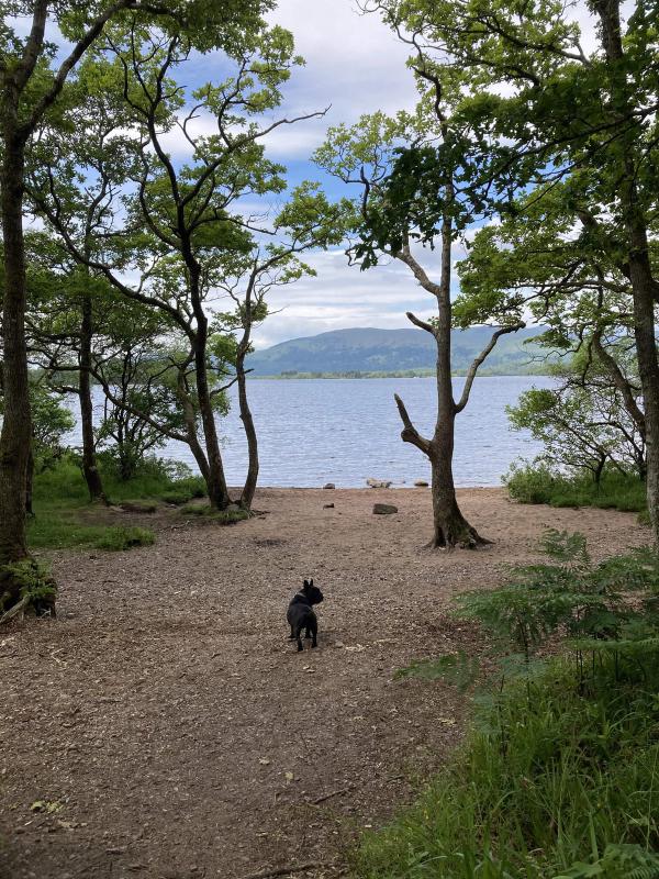 Dog at the shores of Loch Lomond