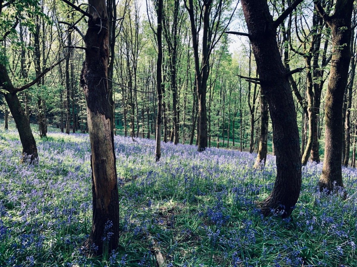 A beautiful forest during bluebell season