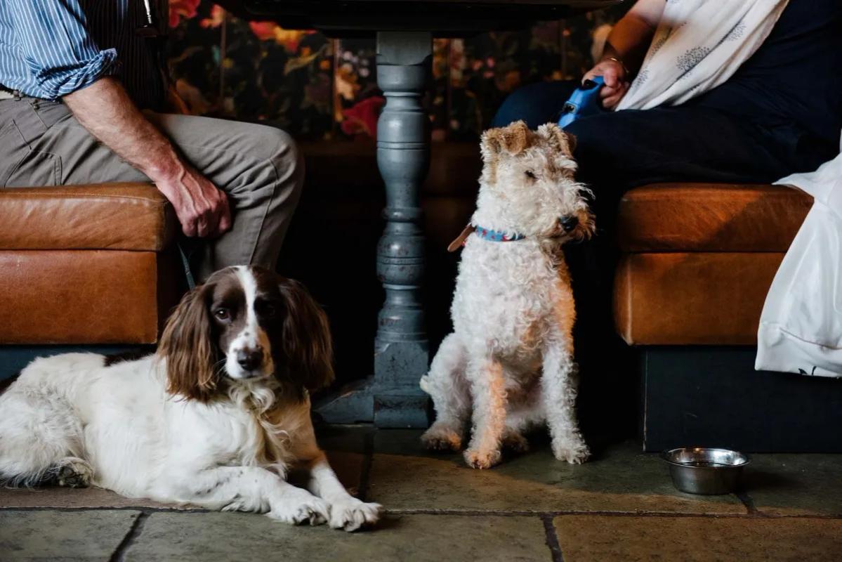 Two dogs enjoy a visit with their owners to The Joiners Arms, a dog-friendly pub in Northumberland