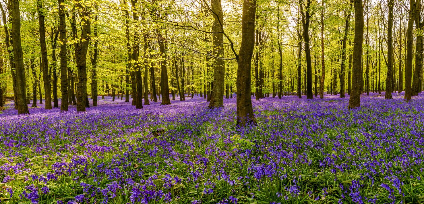 Ashridge Estate, Hertfordshire