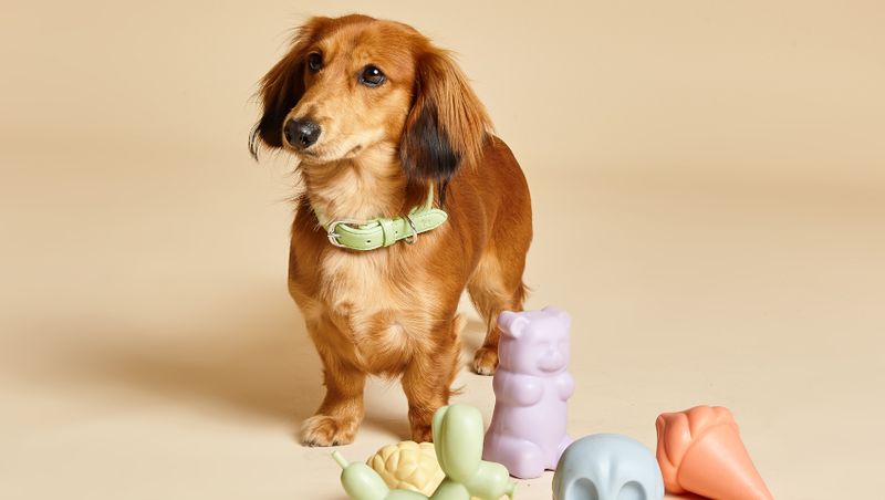 BARCLONDON Crunchie wearing Lush Green Collar with Squeaker Toys