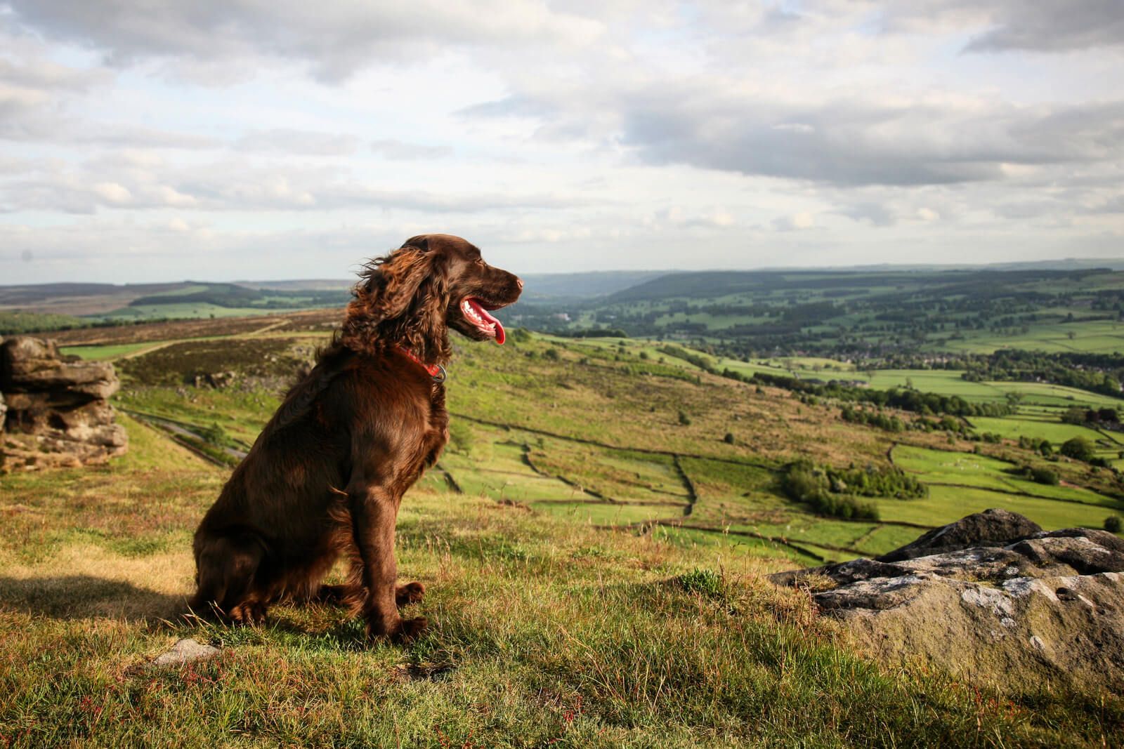 Dog Friendly Cottages in the Peak District