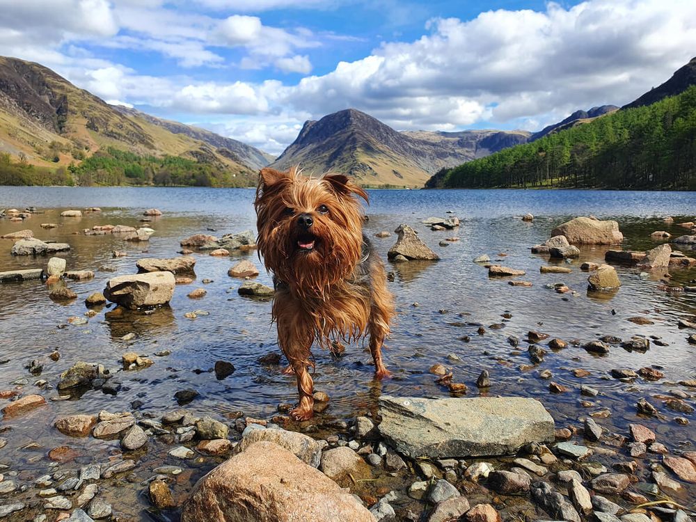The best dog walks in the UK - by region