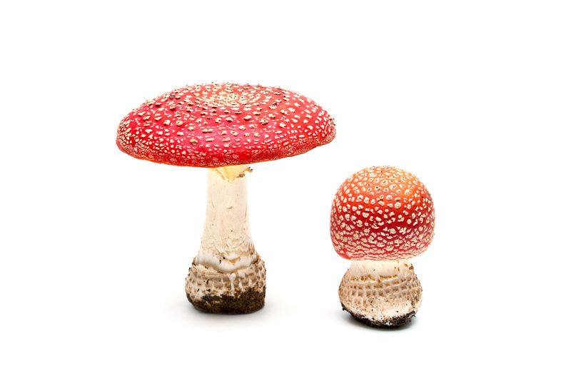 Toadstools