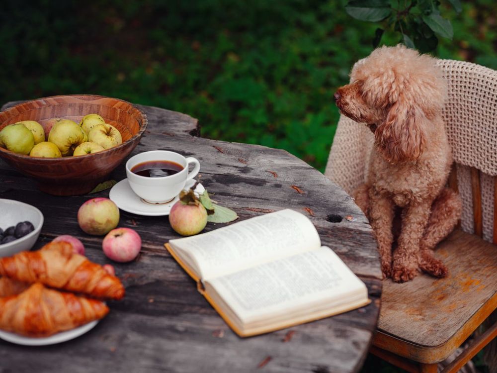 Dog sitting at garden table with breakfast and book