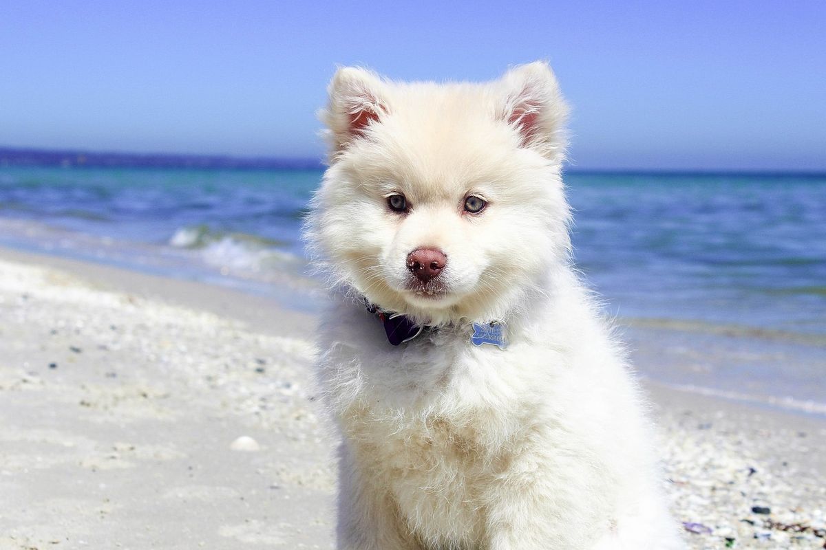 dog