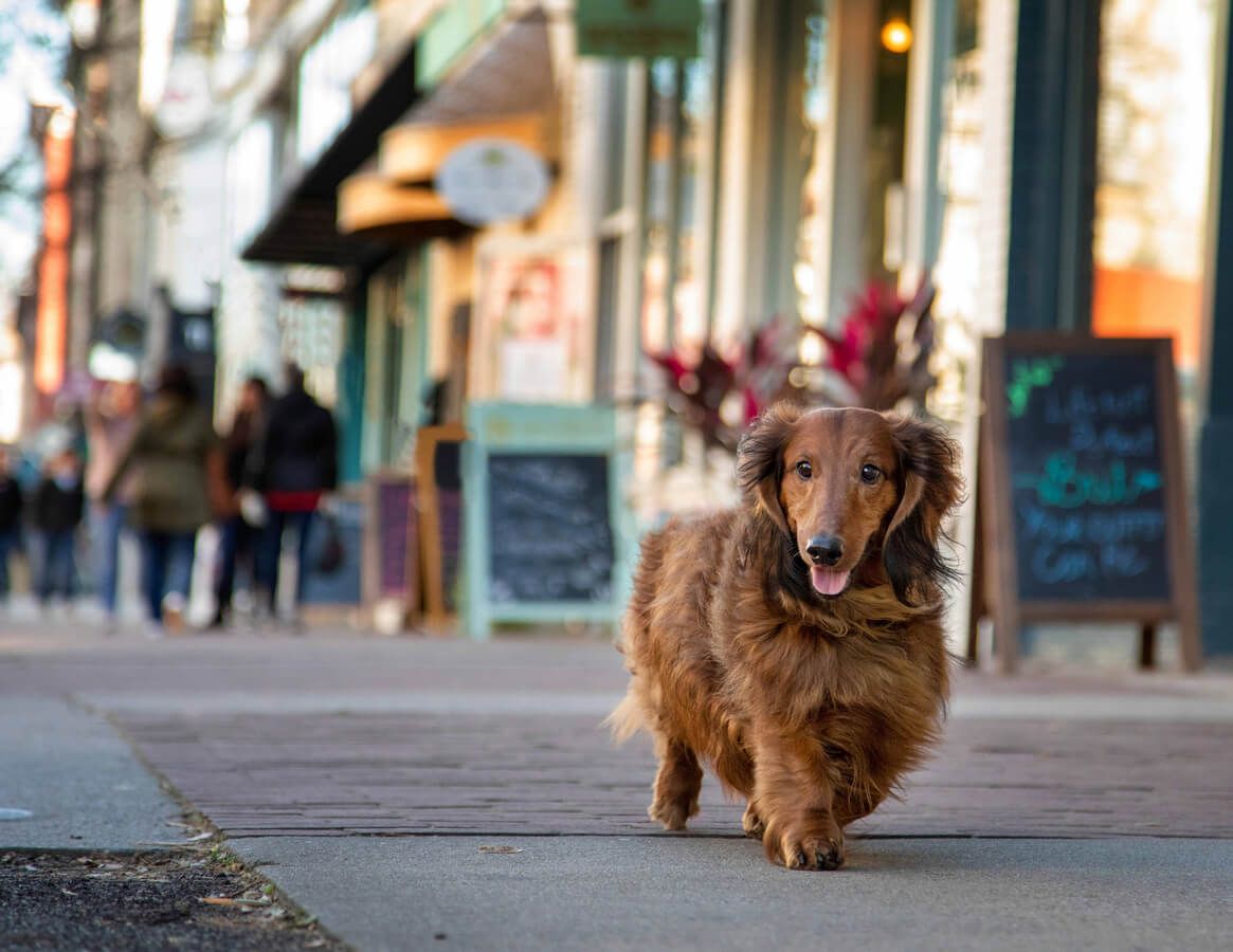 Dog walking along a high street near shops