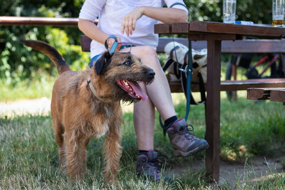 Person sitting on a bench with a dog on lead 