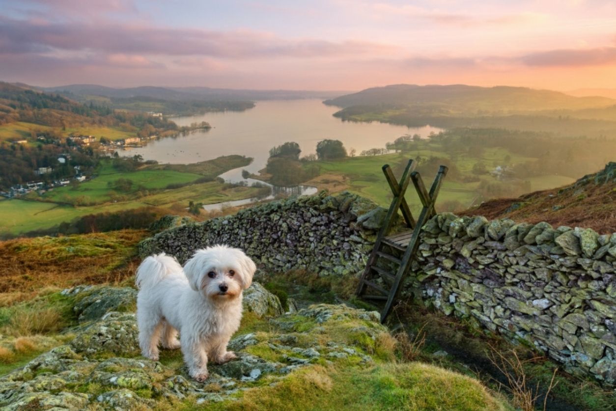 Insiders guide to the Lake District with your dog