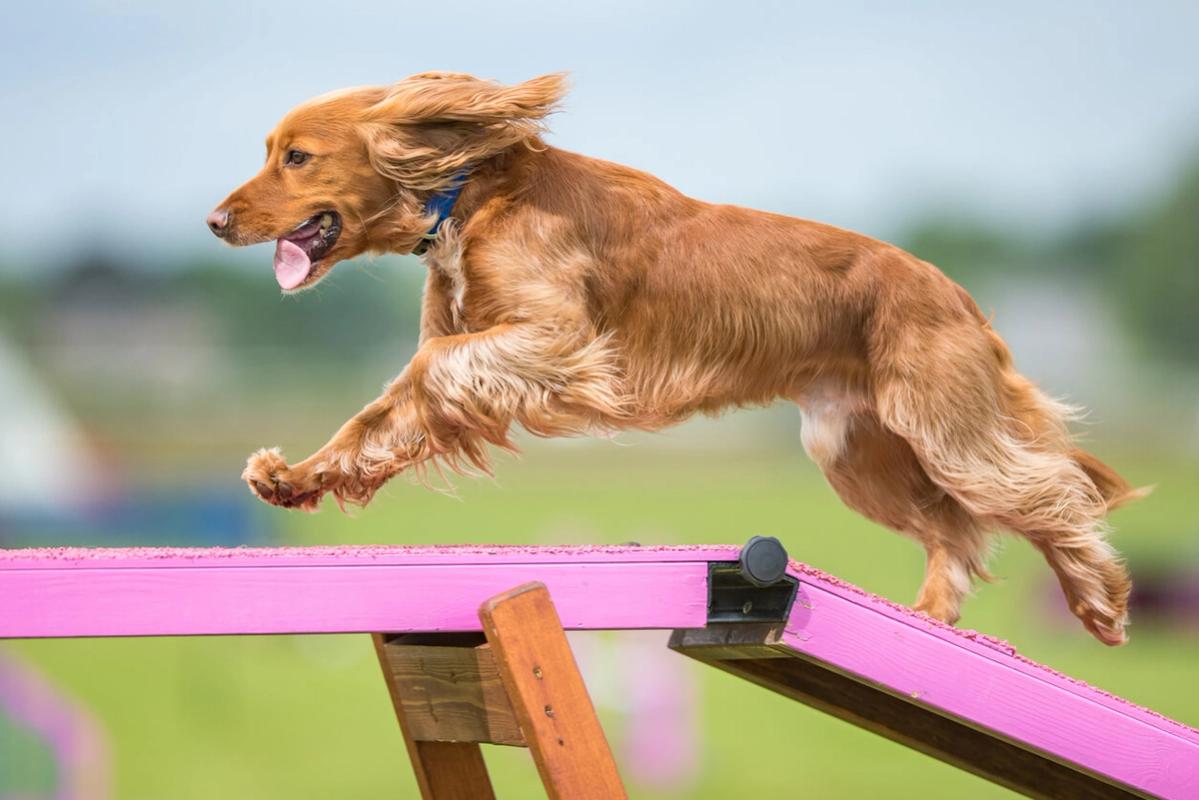Dog agility course