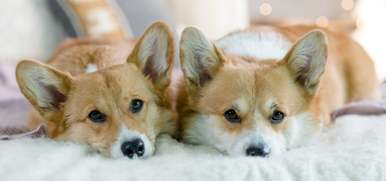 Dog Friendly Cottages