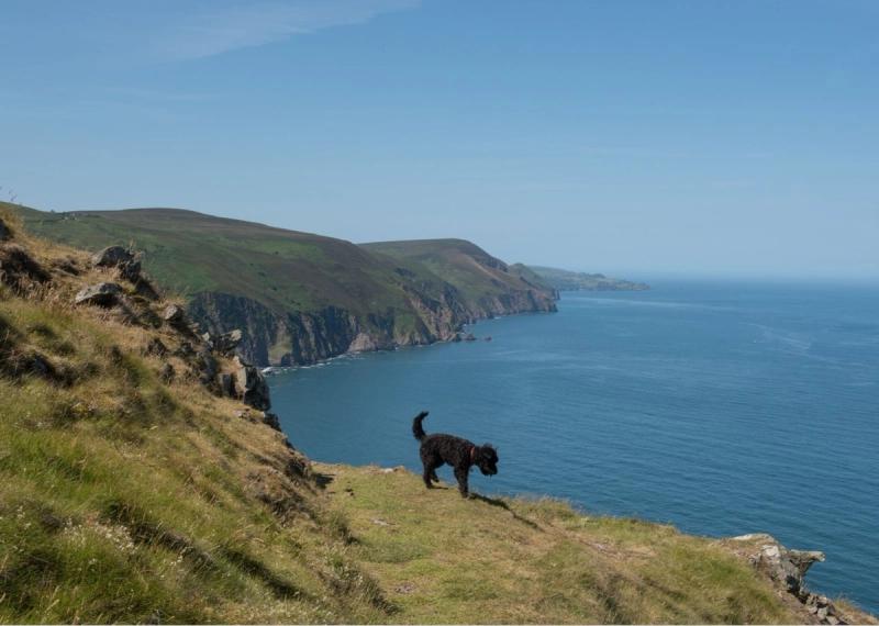 Devon, one of the best dog-friendly staycations