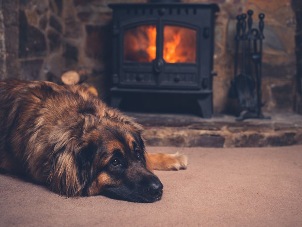 The UK’s cosiest dog-friendly pubs