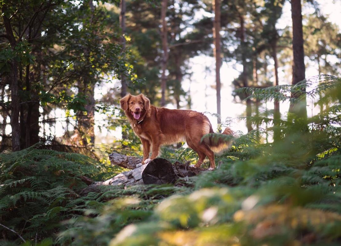 Dog in sunny woodland area