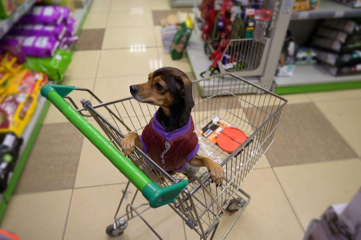 Dog shopping in a trolley