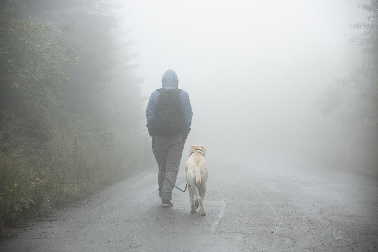 Best rainy day dog walks in the UK
