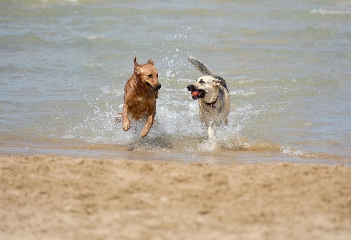 Two dogs enjoy playing in the sea with a ball at Porthluney Cove, a dog-friendly beach in Cornwall