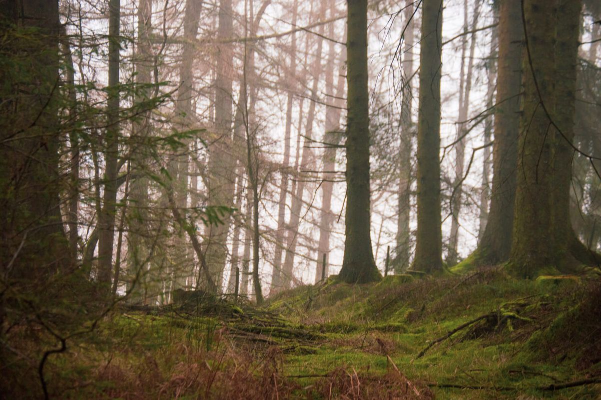 Grizedale Forest