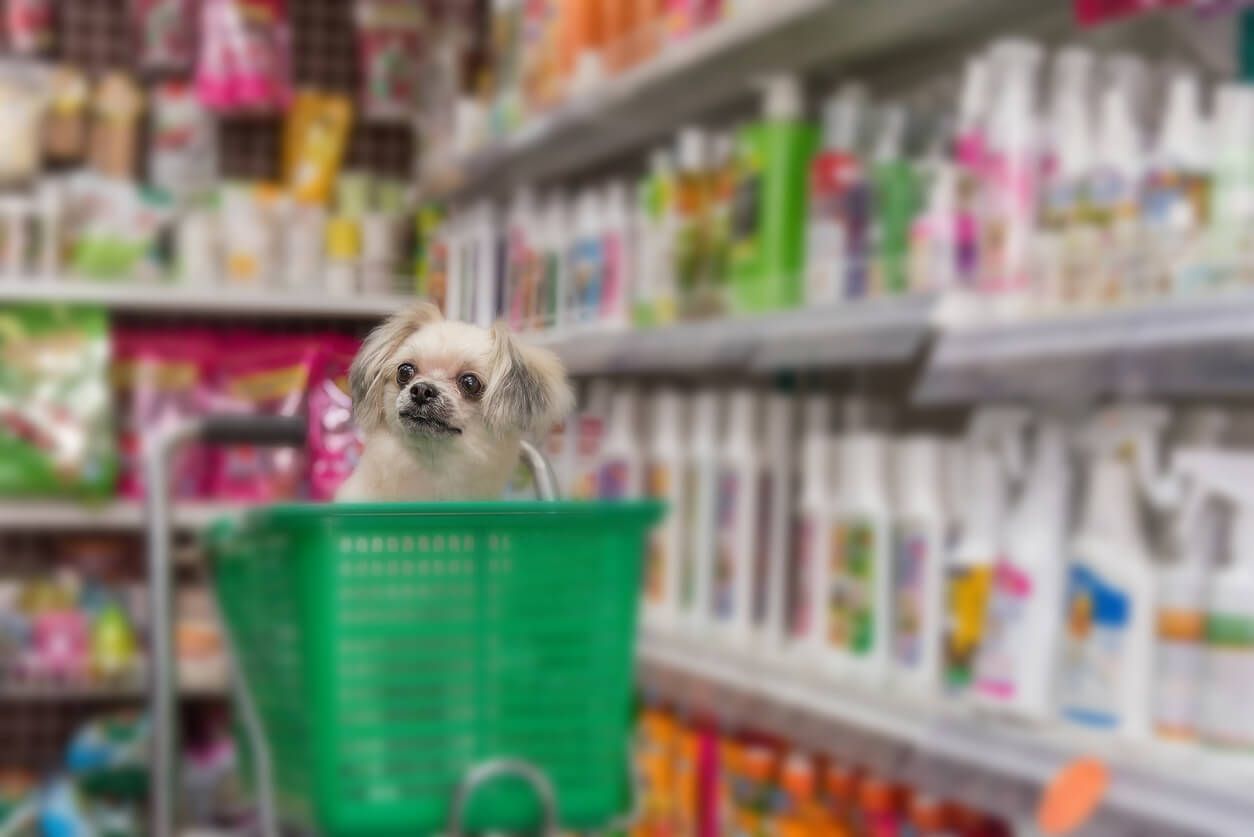 Dog shopping while being carried in a basket