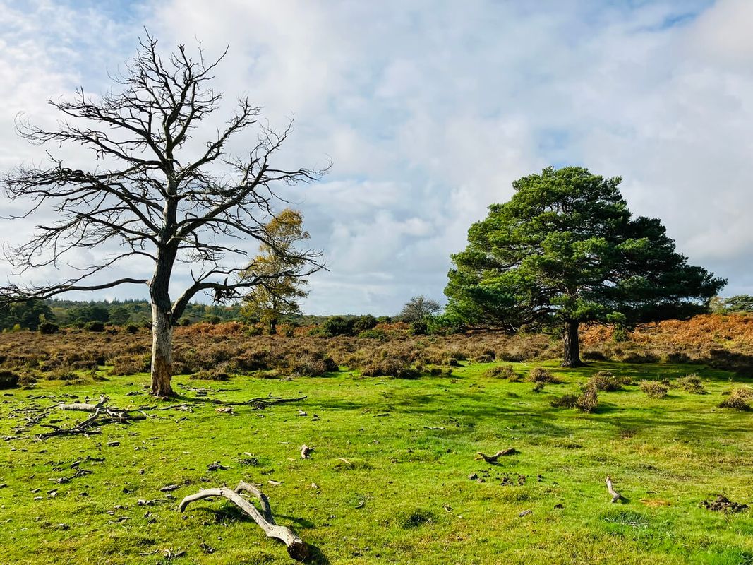 New Forest Inclosures – Wilverley or Rhinefield, Hampshire