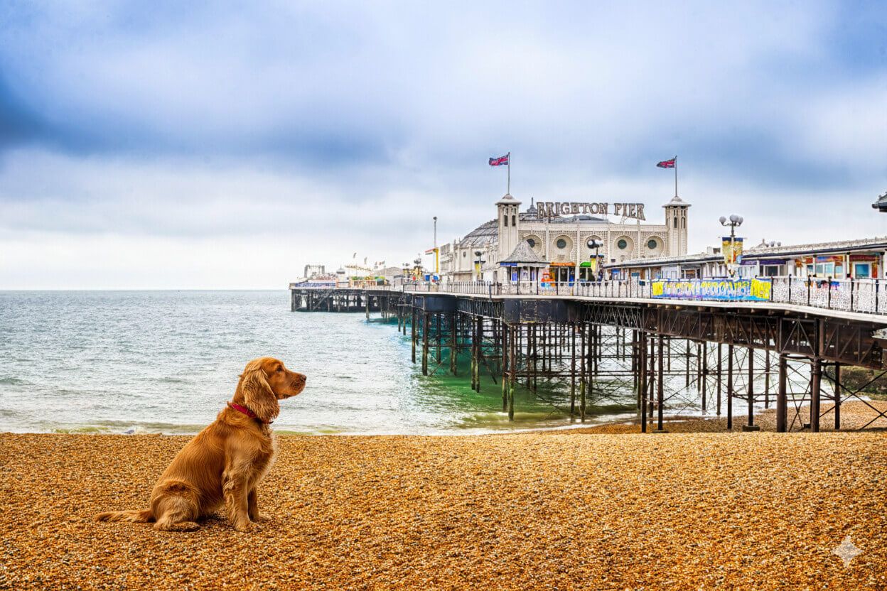 Dog Friendly Cottages In Brighton & Hove