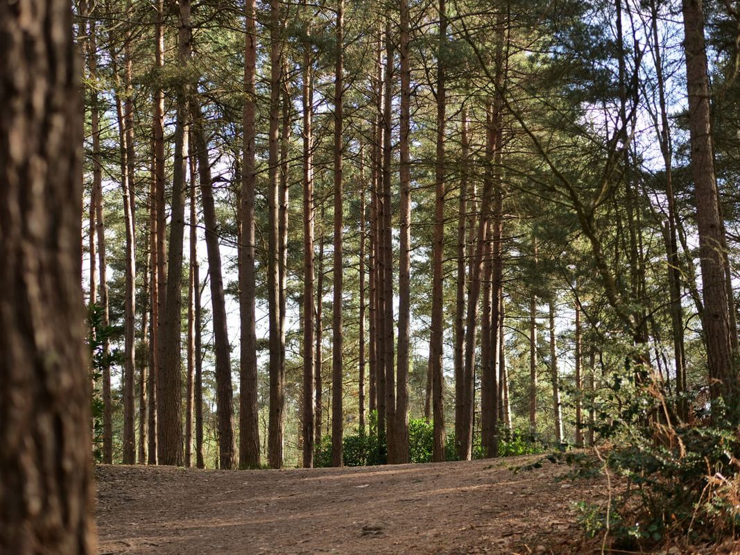 Swinley Forest, Berkshire