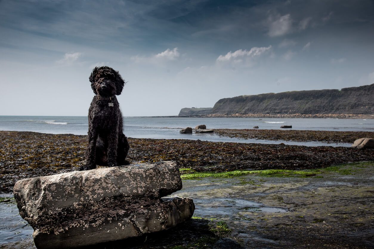 Dog-friendly days out in Dorset
