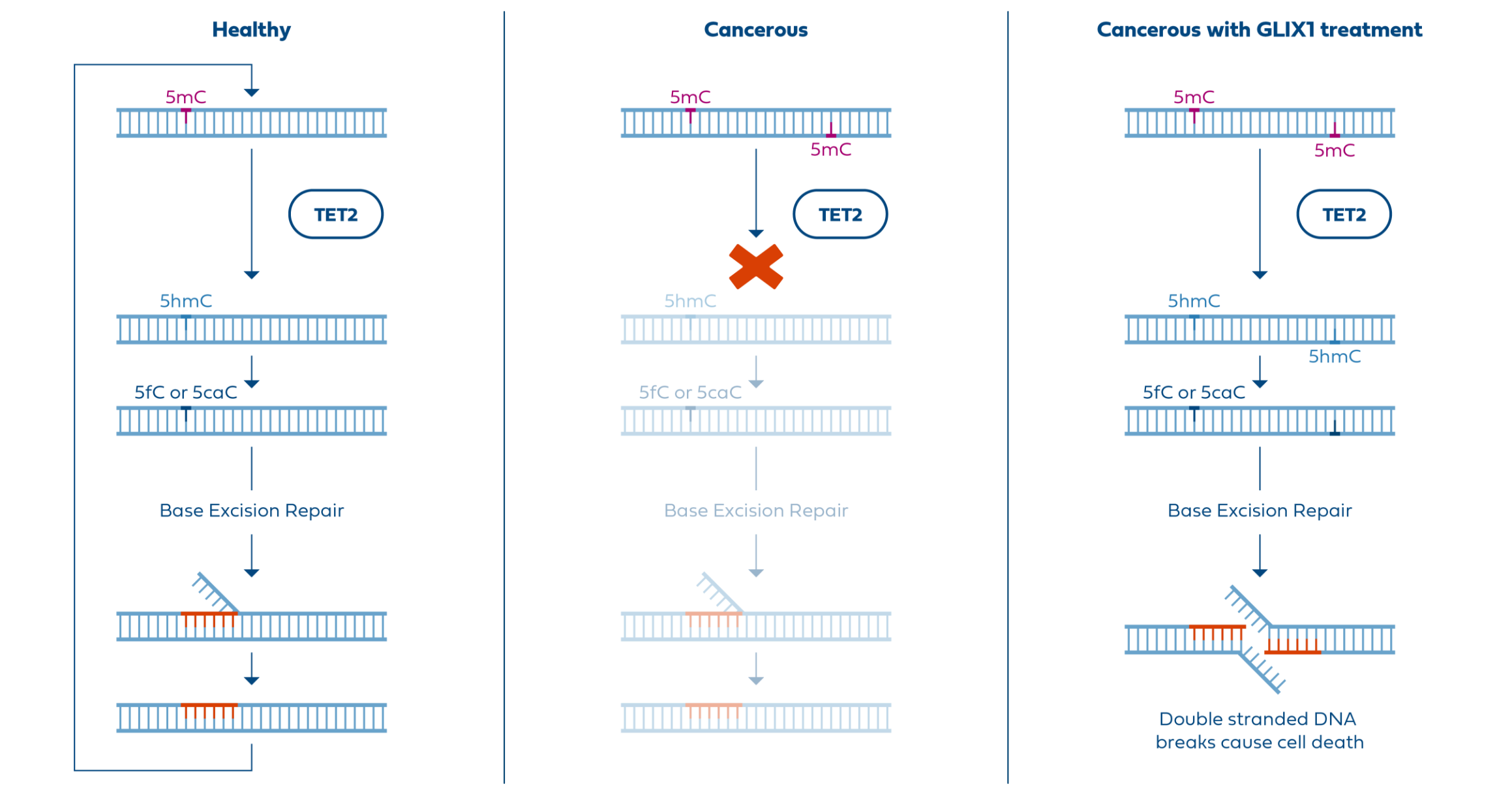 Schematic showing impact of TET2 on DNA methylation and repair in healthy cells, cancer cells, and GLIX1-treated cancer cells