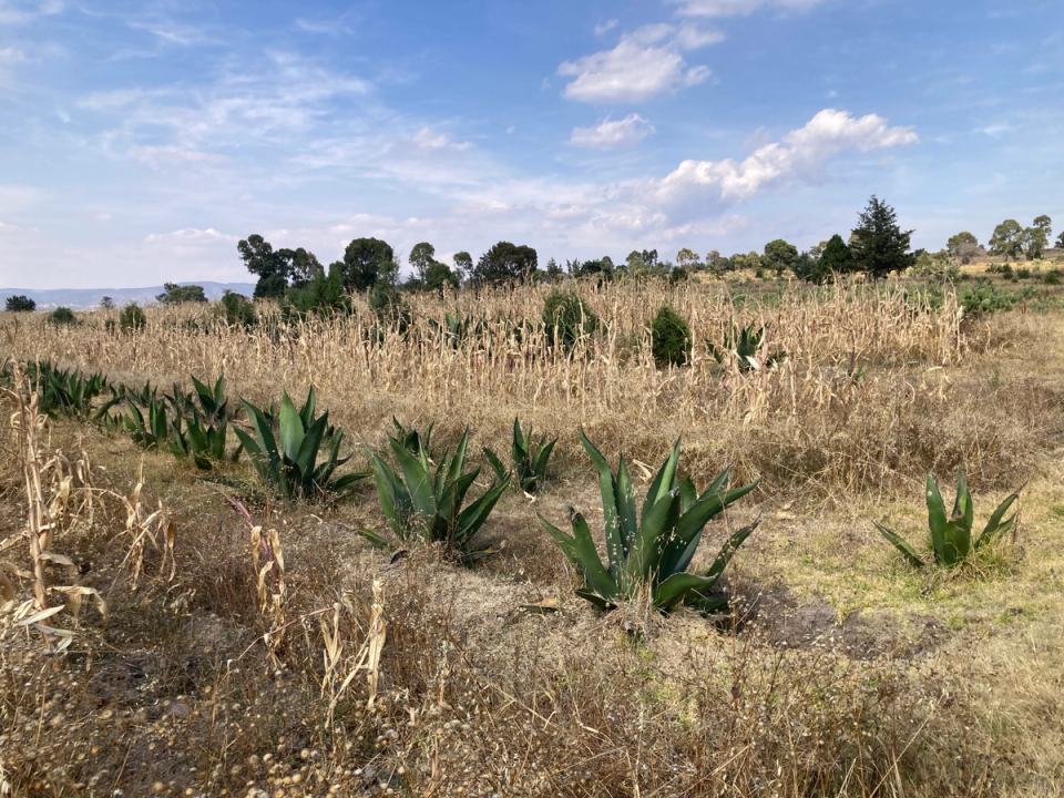 Cultivation in metepantle with agave, State of Tlaxcala