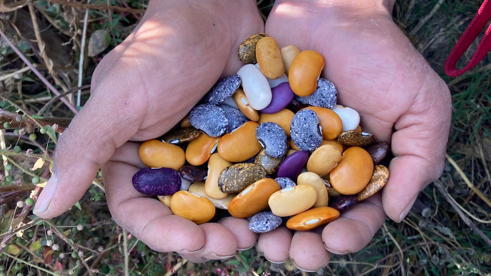 Traditional Ayocote Rainbow beans freshly harvested from the farmer's milpa in Atlixco