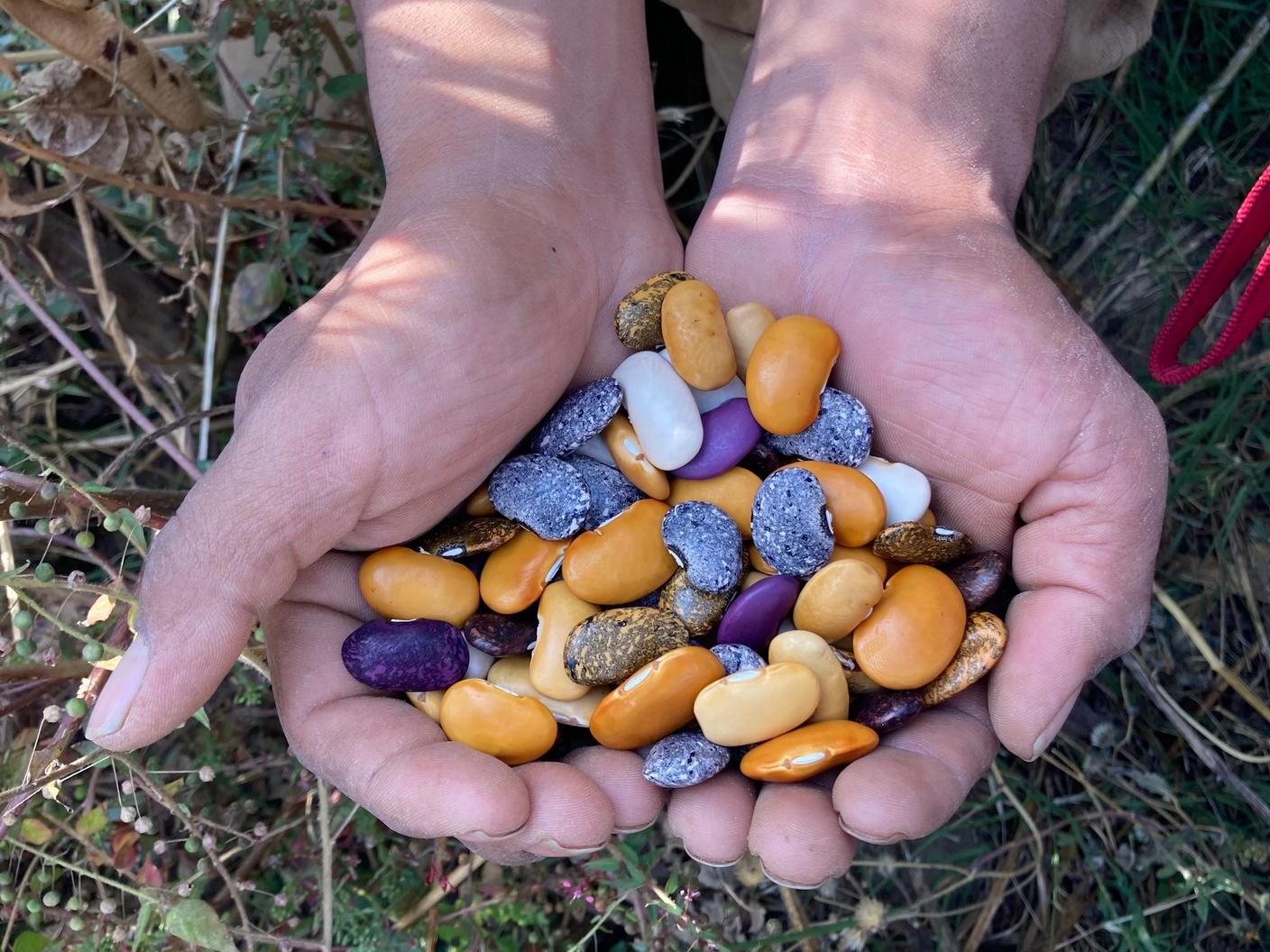 Traditional Ayocote Rainbow beans freshly harvested from the farmer's milpa in Atlixco