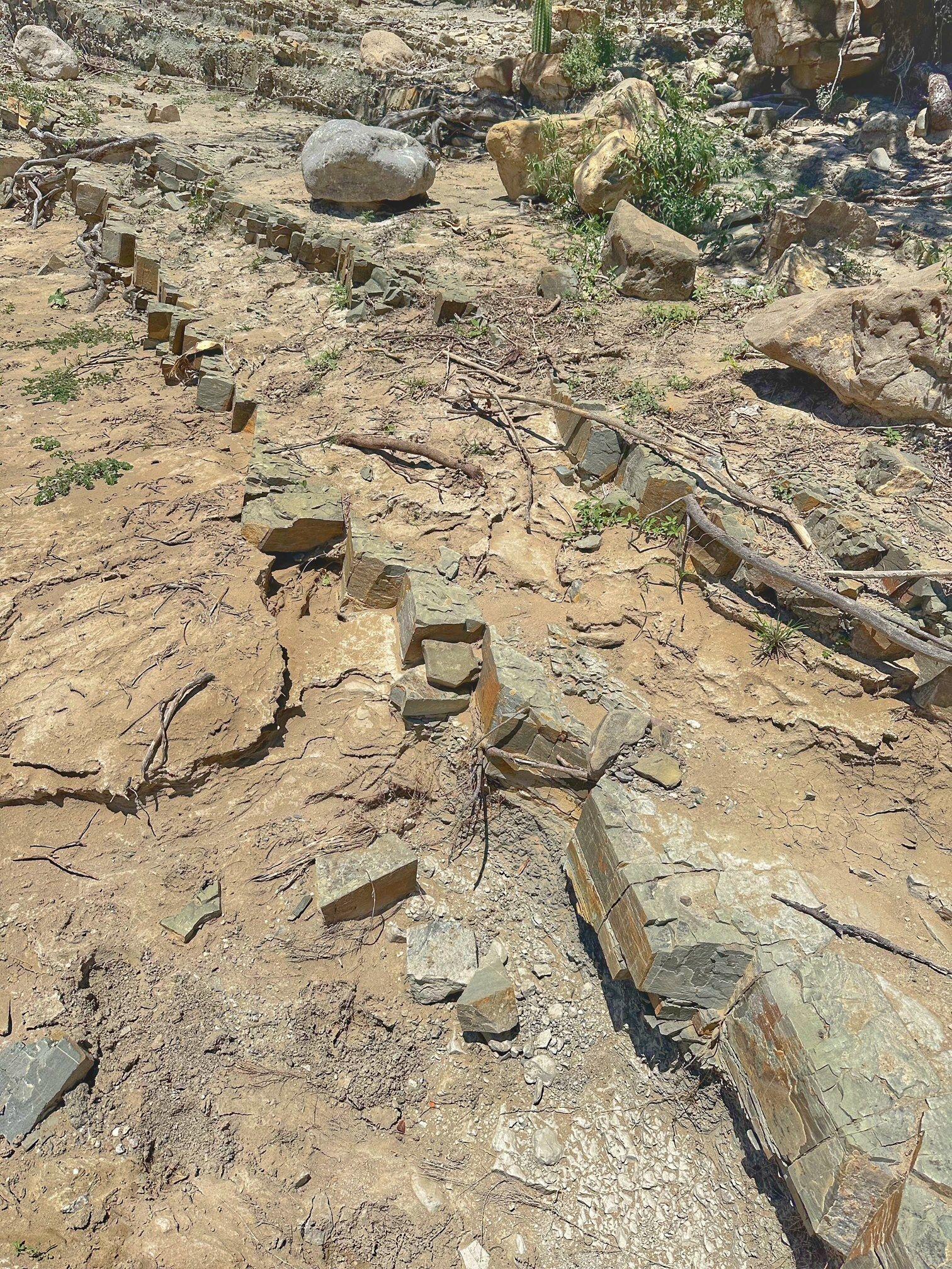 rastro paleontologico