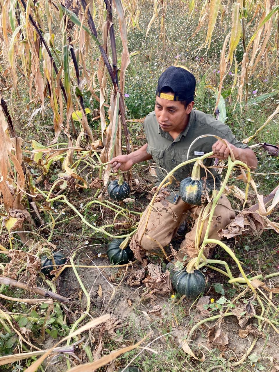 Edgar Montes Silvestre, farmer in his traditional milpa: corn, beans and squash