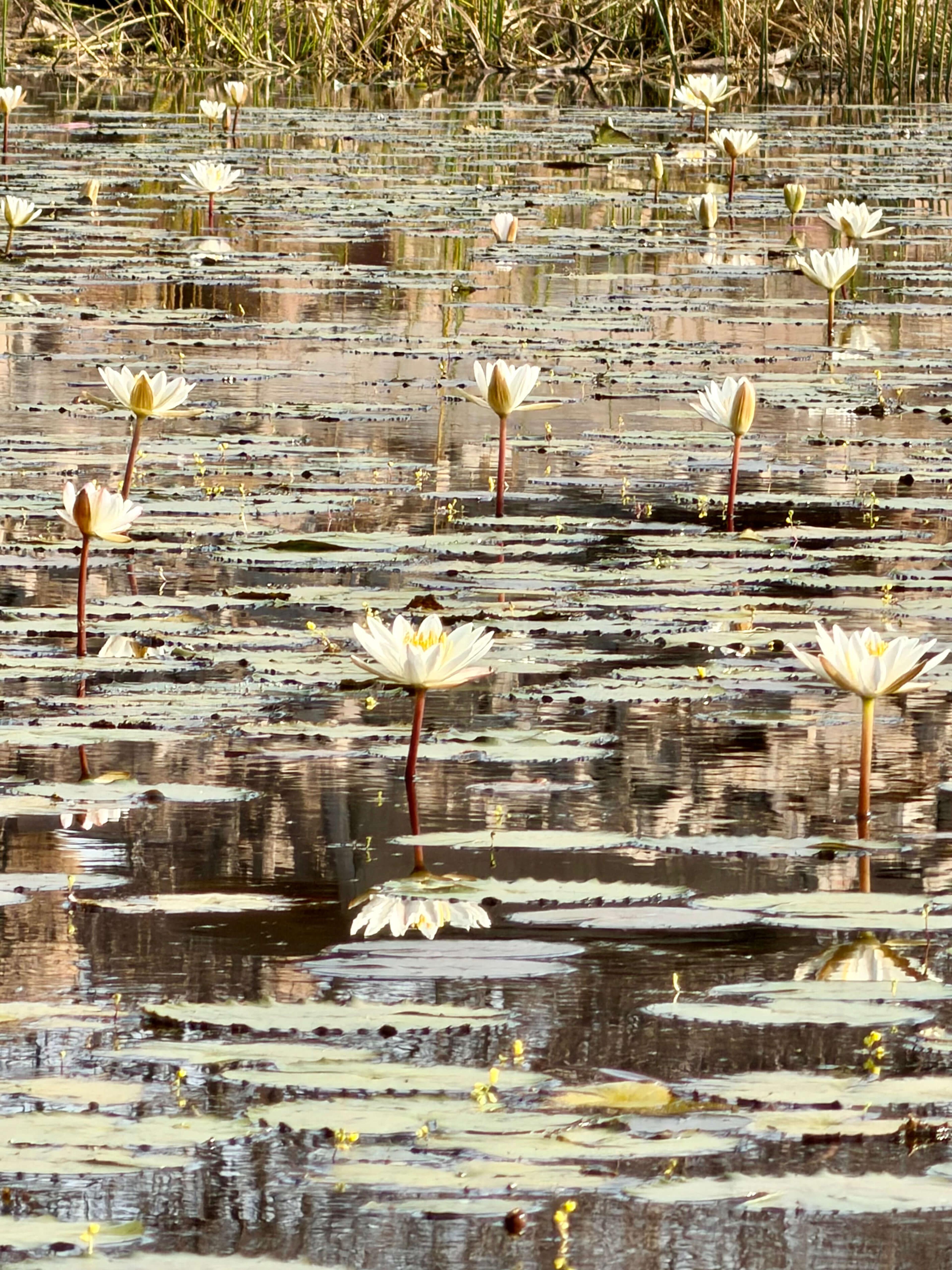 Secret of DOLMENS Not a graveyard. Not a trail. Hirebenakal feels like a  forgotten colony carved in stone — where dwarfs once lived, drums still  echo, and lily bloom on mountaintops.